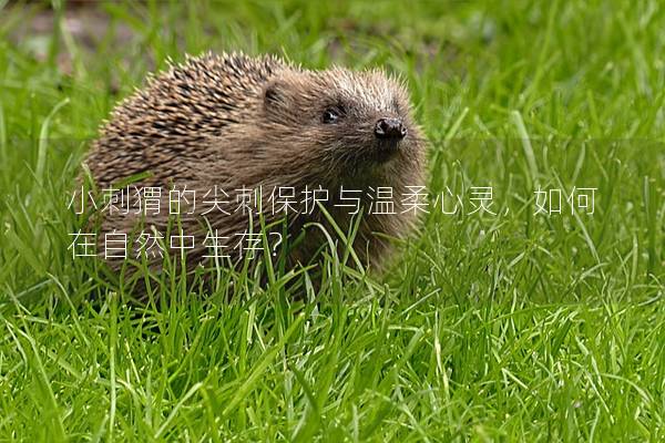 小刺猬的尖刺保護與溫柔心靈，如何在自然中生存？